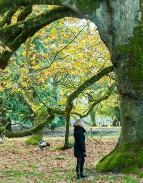 Curiosités et activités en Bretagne sud comme ici le Parc de Branféré copyright photo Emmanuel BERTHIER-Morbihan tourisme